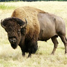 Bison1955