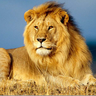 Regal_Lion