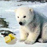 LemonGOM