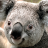 Rurra