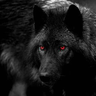 Shadown_Wolf