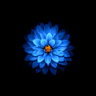Shayan1782