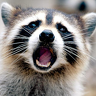 Raccoon