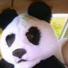 Panda562