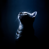 __Kosmos__