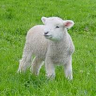 lammetje