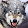 hellwolf72