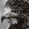 WestTrucker