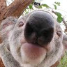 RubberKoala