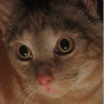 MadCatZero76