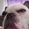 TheBuddy15