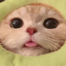 Kartonnyy