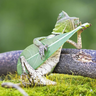 ItsTheGecko