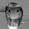 Cobra25