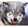SteveWolf