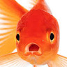Jedstream