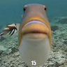 MrsEvils_Fischi