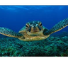 TurtleGod