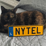 nytel