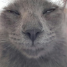 GatoGris
