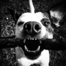 Nolle