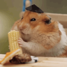 Hamster_Teacher