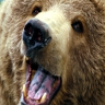 Tiddles_The_Bear