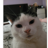 Alfie2781