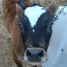 frasercow