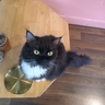 tuan_catlover