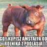 KUBA_G_POLSKA
