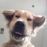 Lauta_18