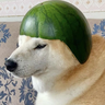 11MrDog11