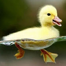 _Duck